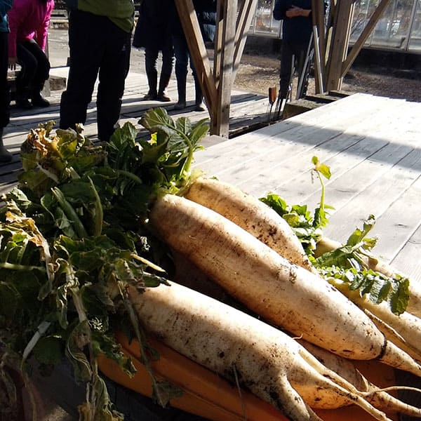 daikon-2
